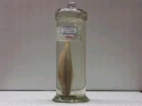 藏品(大甲鰺)的圖片